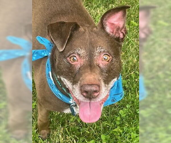 Medium Photo #5 American Pit Bull Terrier-Labrador Retriever Mix Puppy For Sale in Oakhurst, NJ, USA