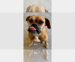 Small #3 Boxer