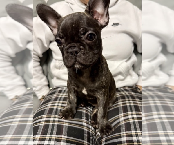 Medium Photo #1 French Bulldog Puppy For Sale in NAPLES, FL, USA