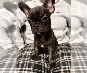 French Bulldog Puppy for sale in NAPLES, FL, USA