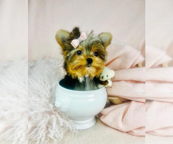 Medium Photo #19 Morkie Puppy For Sale in MIAMI, FL, USA