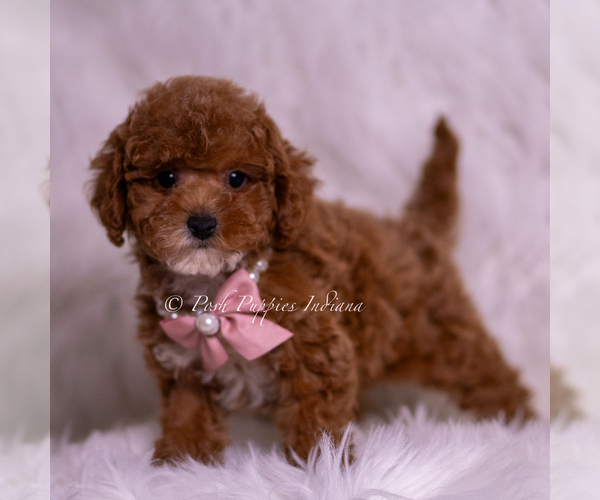 Medium Photo #79 Maltipoo (Miniature) Puppy For Sale in WARSAW, IN, USA