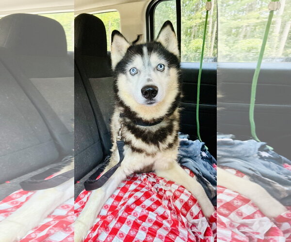 Medium Photo #4 Siberian Husky-Unknown Mix Puppy For Sale in Clarkesville, GA, USA