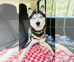 Small #3 Siberian Husky Mix