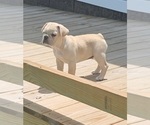 Puppy Casper French Bulldog