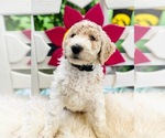 Puppy Puppy 1 Australian Labradoodle-Poodle (Standard) Mix