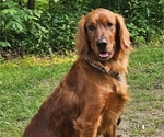 Small Photo #1 Golden Irish-Golden Retriever Mix Puppy For Sale in EUREKA, IL, USA