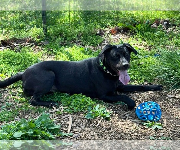 Medium Photo #16 Mutt Puppy For Sale in Rustburg, VA, USA