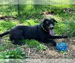 Small #15 Mutt