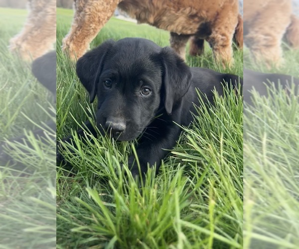 Medium Photo #11 Labrador Retriever Puppy For Sale in FREDERICKSBG, OH, USA