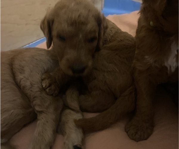 Medium Photo #28 Goldendoodle Puppy For Sale in BREA, CA, USA
