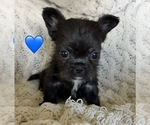 Puppy Kuro French Bulldog