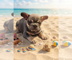 Small #2 French Bulldog