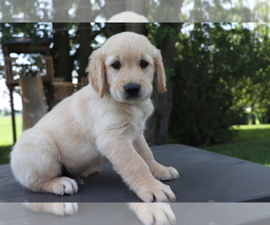 Golden Retriever Puppy for sale in SHILOH, OH, USA