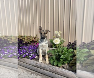 German Shepherd Dog Puppy for sale in GREENWOOD, WI, USA