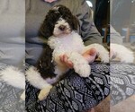 Puppy Blue Collar Poodle (Standard)