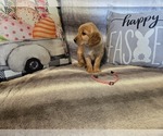 Small #10 Golden Retriever