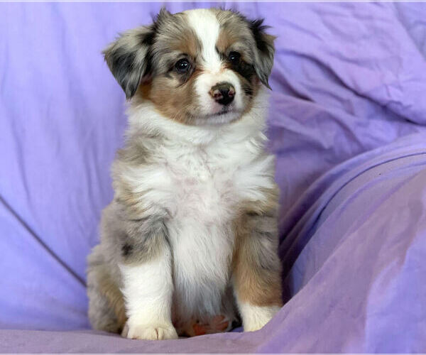 Medium Photo #1 Miniature Australian Shepherd Puppy For Sale in PERU, NE, USA