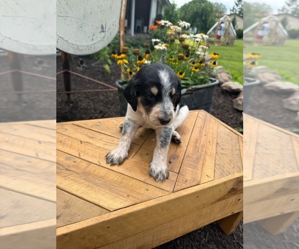 Medium Photo #3 Bernedoodle-Bluetick Coonhound Mix Puppy For Sale in RINGTOWN, PA, USA