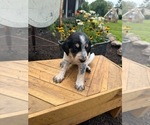 Small #2 Bernedoodle-Bluetick Coonhound Mix