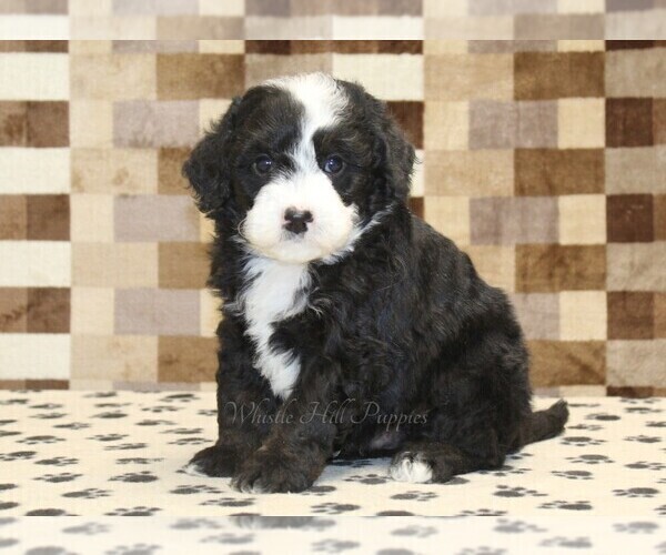 Medium Photo #4 Bernedoodle (Miniature) Puppy For Sale in DENVER, PA, USA