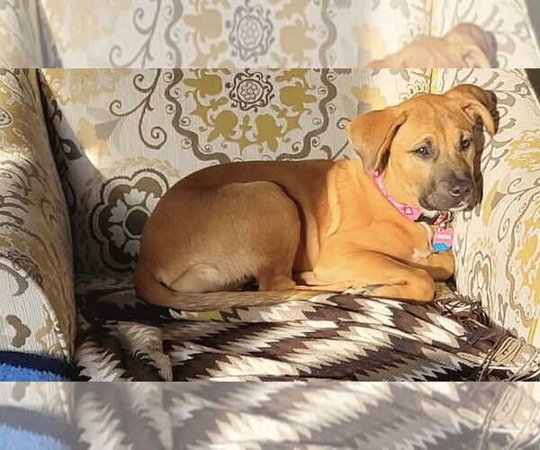 Medium Photo #7 American Staffordshire Terrier-Boxer Mix Puppy For Sale in Princeton, MN, USA