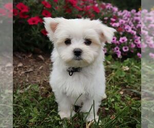 Maltese Puppy for sale in GREENVILLE, PA, USA