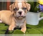 Puppy Lord Charlie French Bulldog