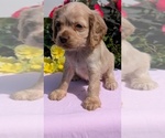 Small Photo #23 Cocker Spaniel Puppy For Sale in GOSHEN, IN, USA