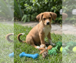 Small Labrador Retriever Mix