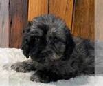 Small Photo #2 Cavapoo Puppy For Sale in DRY RUN, PA, USA