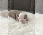 Small Photo #5 American Bully Puppy For Sale in TONAWANDA, NY, USA