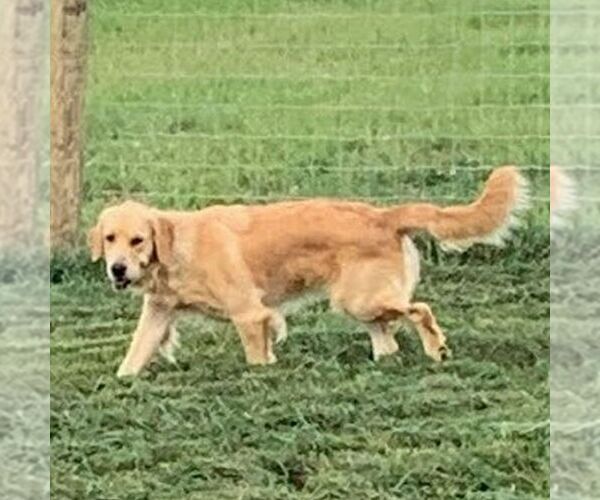 Medium Photo #1 Goldendoodle Puppy For Sale in GORDONVILLE, PA, USA