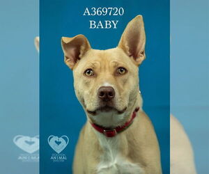 BABY - Female Mutt Dog for Adoption - Photo #2