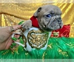 Small Photo #100 French Bulldog Puppy For Sale in HAYWARD, CA, USA