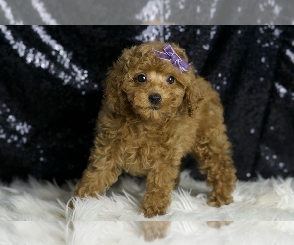 Medium Photo #6 Poodle (Miniature) Puppy For Sale in WARSAW, IN, USA