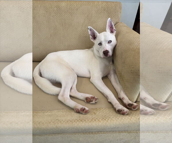 Medium Photo #2 Huskies -Unknown Mix Puppy For Sale in Monterey, VA, USA