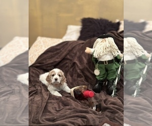 Cocker Spaniel Puppy for Sale in LAKE RIDGE, Virginia USA