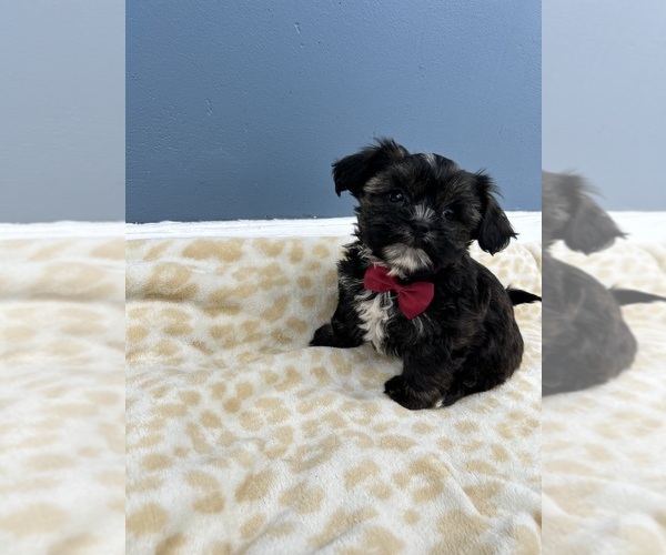 Medium Photo #1 Shorkie Tzu Puppy For Sale in RANDOLPH, MA, USA