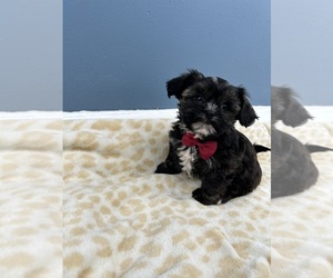 Shorkie Tzu Puppy for sale in RANDOLPH, MA, USA