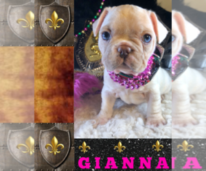 French Bulldog Puppy for sale in HEATHROW, FL, USA