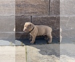 Small Photo #4 American Bully Puppy For Sale in HILTON, NY, USA