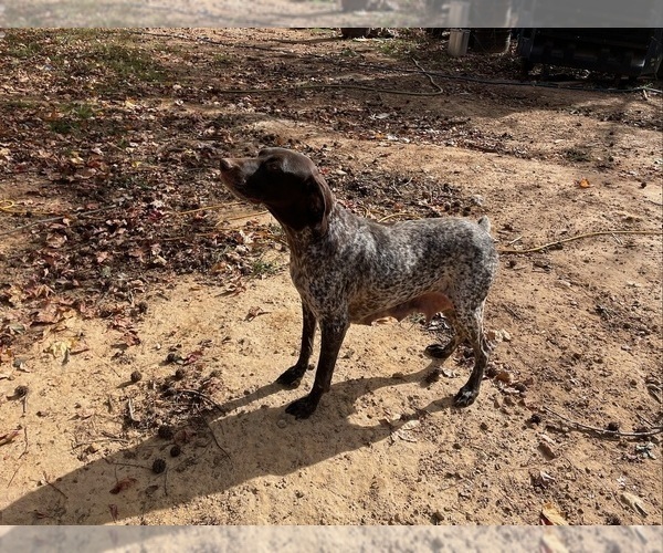 Medium Photo #1 German Shorthaired Pointer Puppy For Sale in WINNSBORO, TX, USA