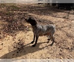 Small Photo #1 German Shorthaired Pointer Puppy For Sale in WINNSBORO, TX, USA