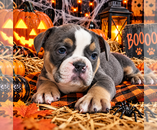 Medium Photo #1 Olde English Bulldogge Puppy For Sale in NILES, MI, USA