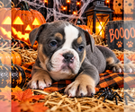 Puppy 2 Olde English Bulldogge