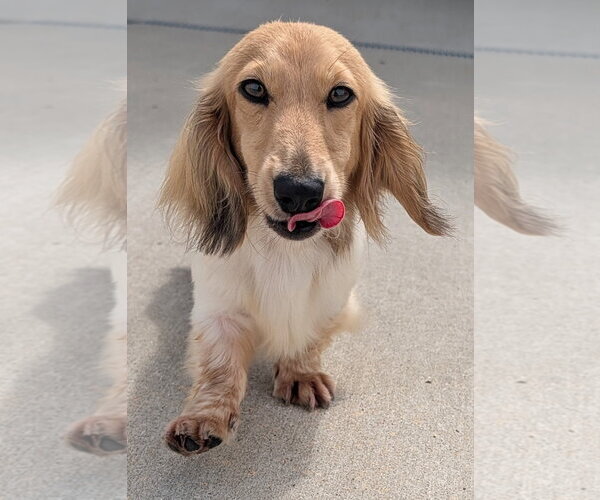 Medium Photo #2 Dachshund Puppy For Sale in Shelbyville, TN, USA