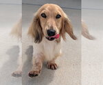 Small #1 Dachshund