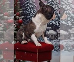 Small Photo #3 Faux Frenchbo Bulldog Puppy For Sale in POMEROY, OH, USA