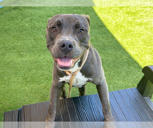 Medium Photo #2 Mutt Puppy For Sale in Orange, CA, USA